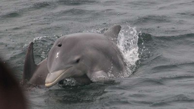 Dolphin - Cropped 16x9 - William Busby - April 24 2013.JPG