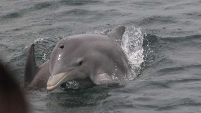 Dolphin - Cropped 16x9 - William Busby - April 24 2013.JPG
