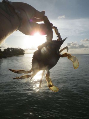 bay blue crab