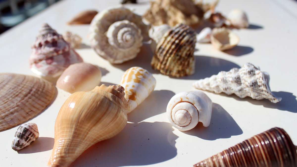 Shelling Tour in Destin Florida