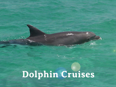 Dolphin Cruises