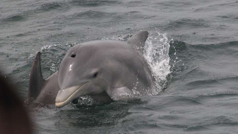 Dolphin - Cropped 16x9 - William Busby - April 24 2013.JPG