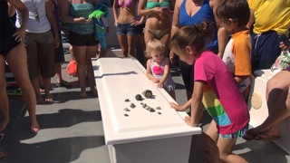 Hermit Crab Race 02