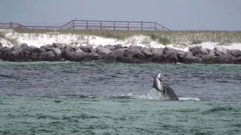Baby Dolphin 04